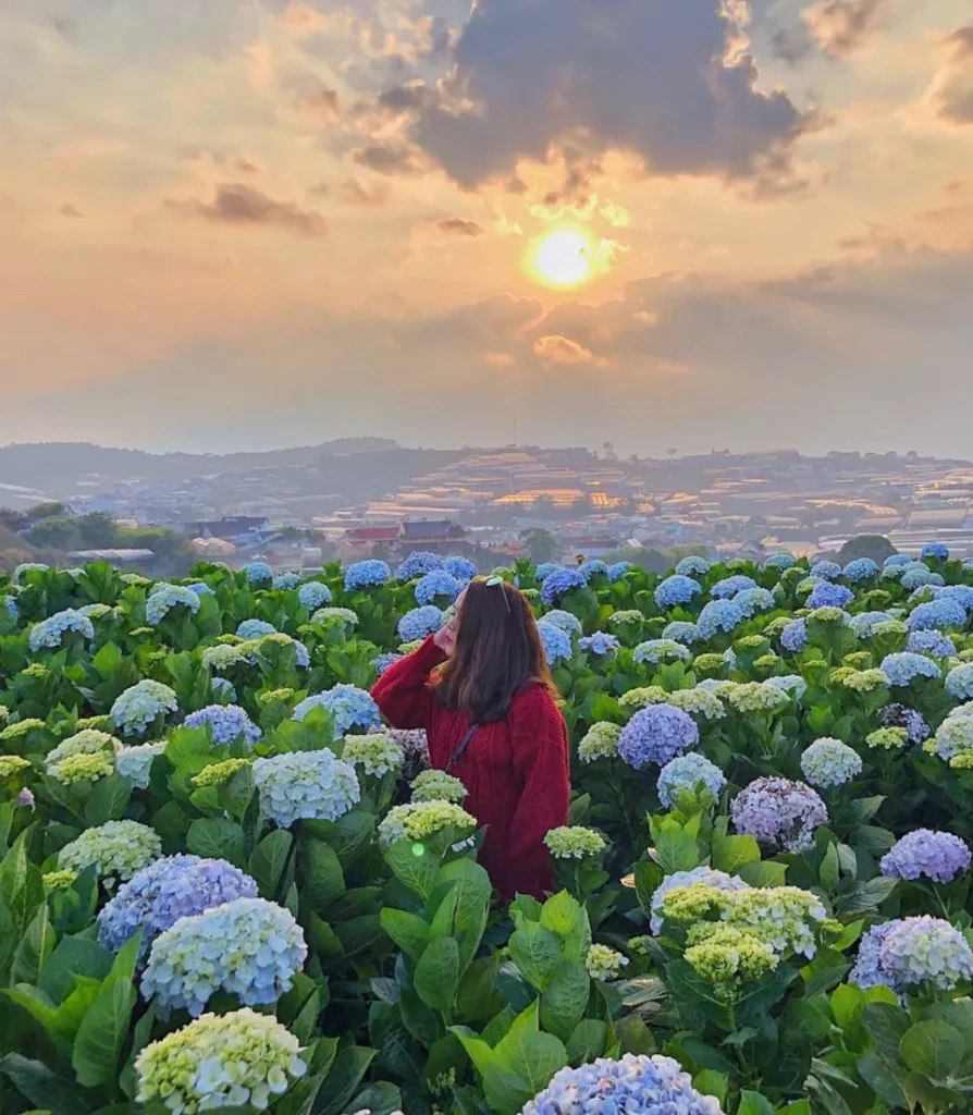 Vườn hoa Đà Lạt đẹp