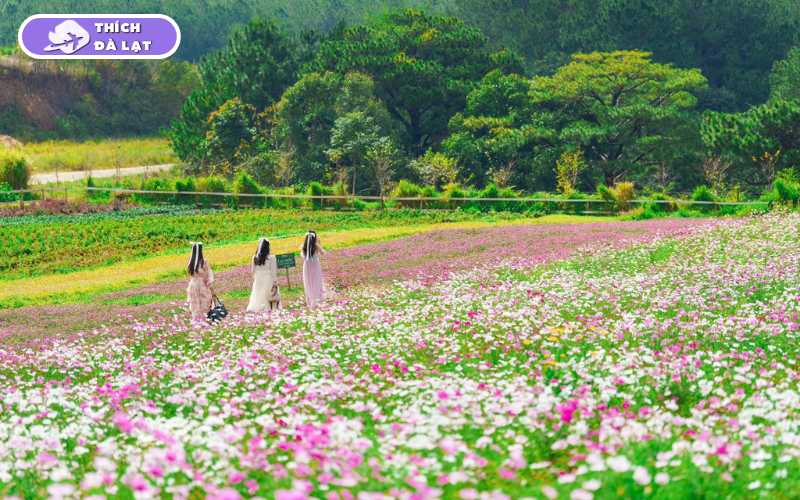 the florest hoa trong rừng
