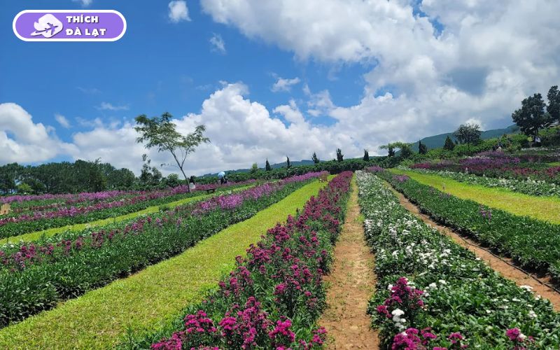 vườn hoa đà lạt