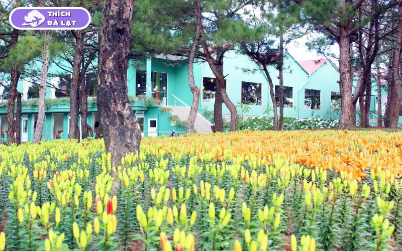 vườn hoa đà lạt