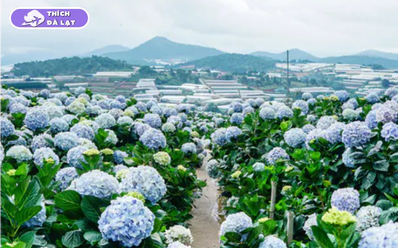 vườn hoa đà lạt