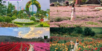 vườn hoa hồng đà lạt